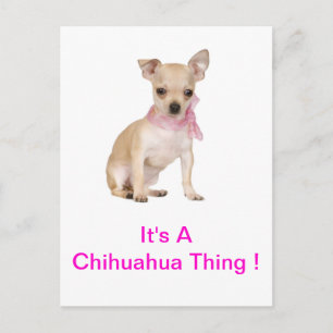 Postal Chihuahua es un chihuahua