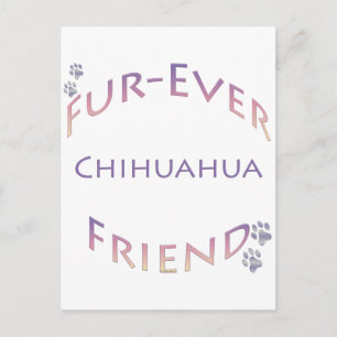Postal Chihuahua Furever