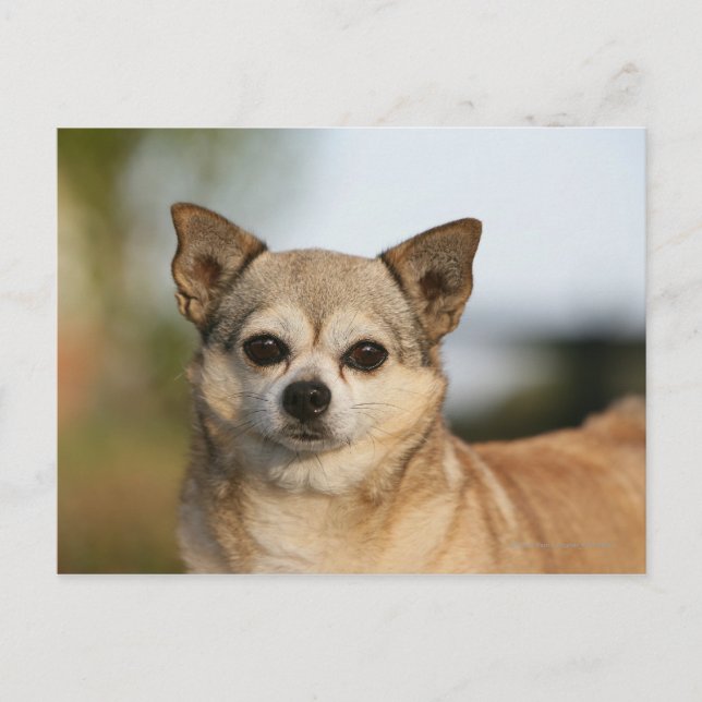 Postal Chihuahua Headshot (Anverso)