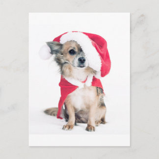 Postal Chihuahua im Weihnachtskostüm