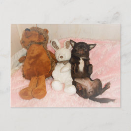 Postal chihuahua marron nounours humor