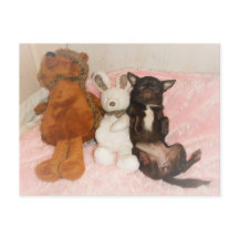 chihuahua marron nounours humor