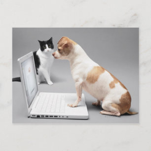 Postal Chihuahua mirando a la pantalla de una laptop