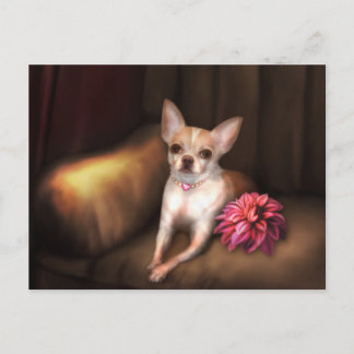Postal "Chihuahua Portrait I" de Jaguarwoman