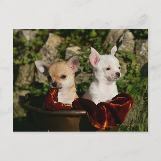 Postal Chihuahua Puppies (Anverso)