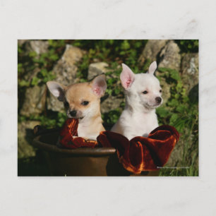 Postal Chihuahua Puppies