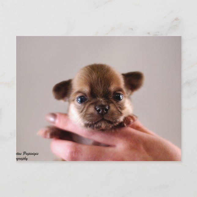 Postal Chihuahua Puppy (Anverso)