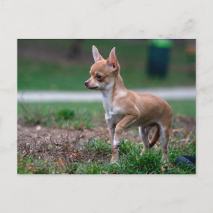 Postal Chihuahua Puppy
