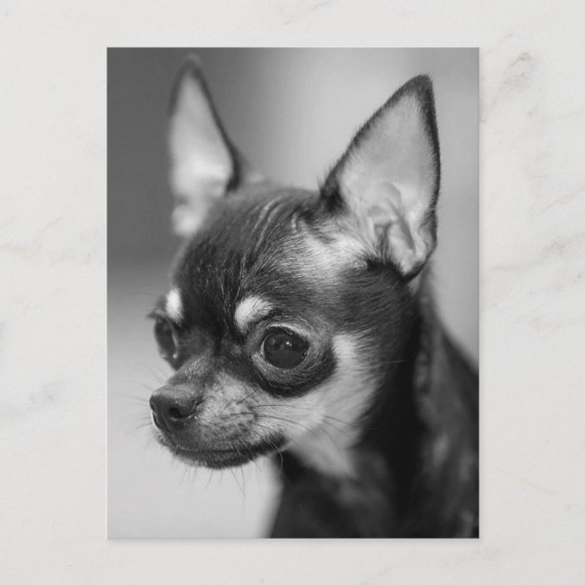 Postal Chihuahua Puppy Dog Post Card (Anverso)