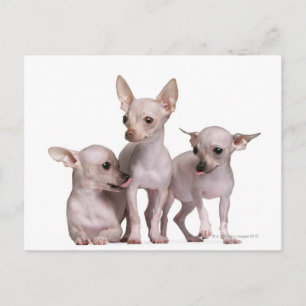 Postal Chihuahua sin pelo (5 y 7 meses de edad)