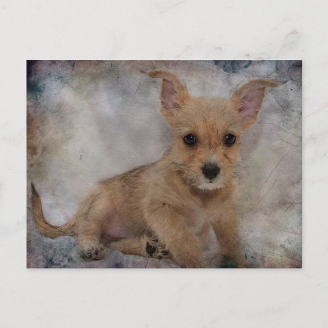 Postal Chihuahua/Yorkie Puppie (Anverso)