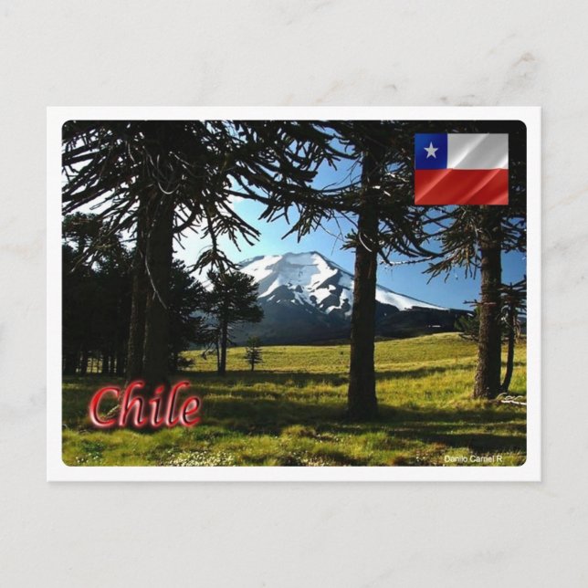 Postal Chile - Araucarias (Anverso)