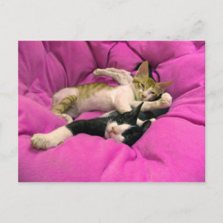 Postal Chill Bill - Relax Max - Gatos curos