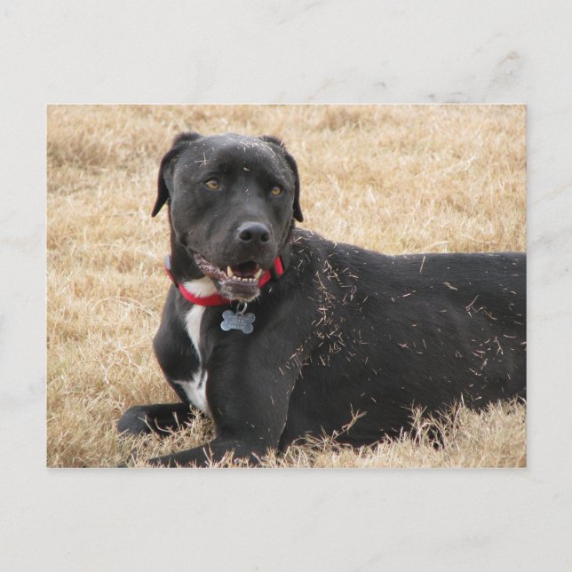 Postal Chillin (Anverso)