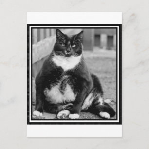 POSTAL CHILLING DE GATO GRANDE