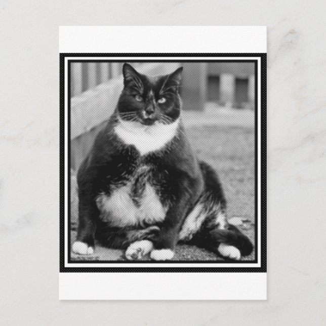 POSTAL CHILLING DE GATO GRANDE (Anverso)