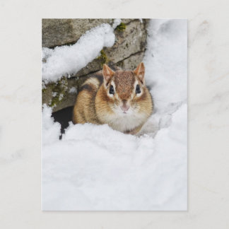 Postal Chilly Little Chipmunk in the Snow