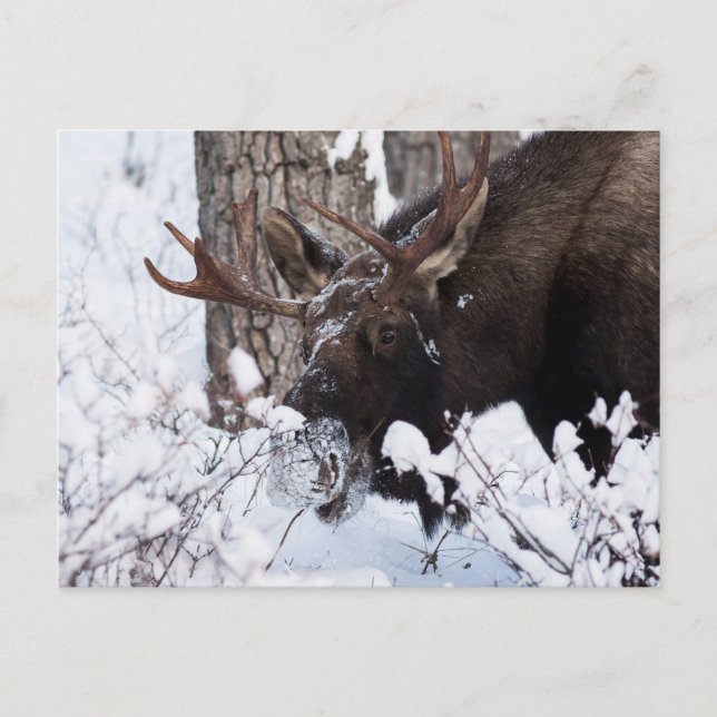 Postal Chilly Moose (Anverso)
