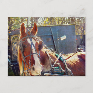 Postal Chilly Morning Amish Horse
