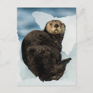 Postal Chilly Sea Otter