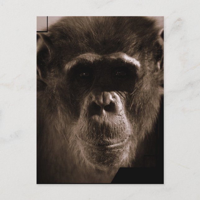 Postal Chimp (Anverso)