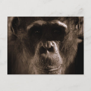 Postal Chimp