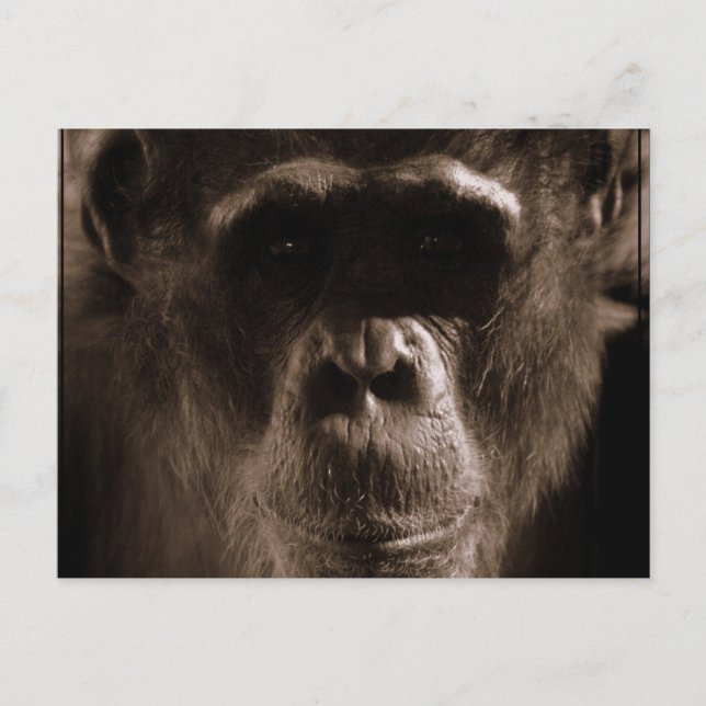 Postal Chimp (Anverso)