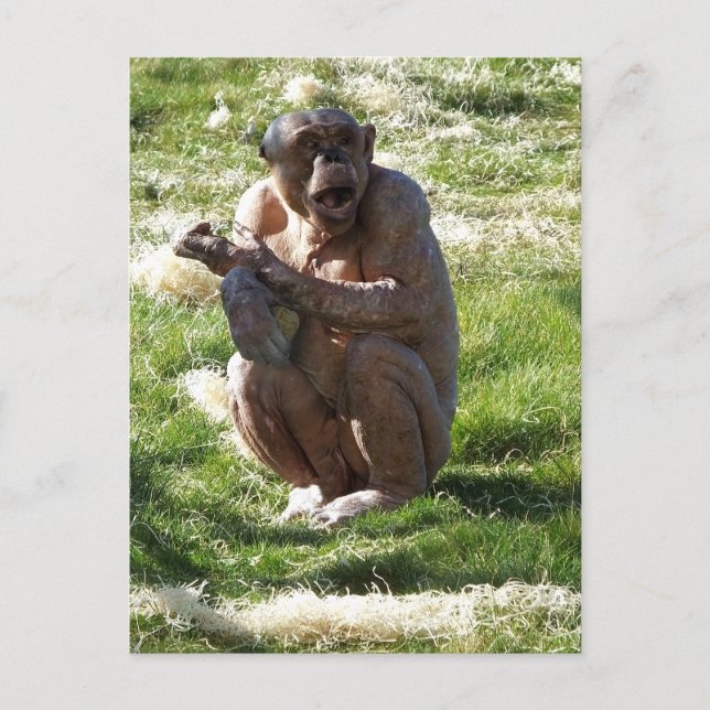 POSTAL CHIMPANCÉ (Anverso)