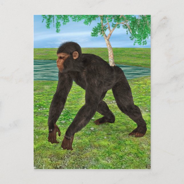 Postal Chimpancé (Anverso)