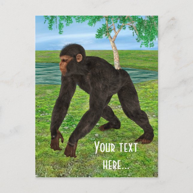 Postal Chimpancé (Anverso)