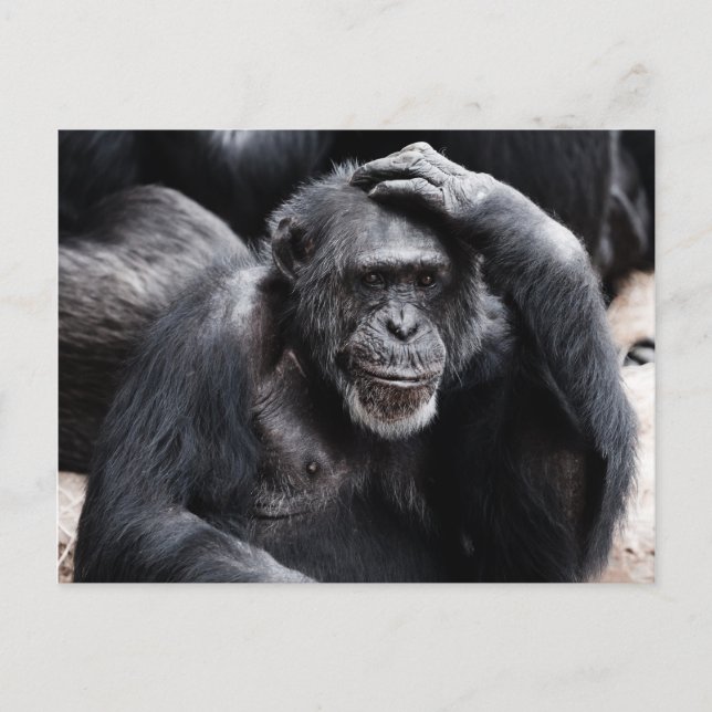 Postal chimpancé antigua (Anverso)
