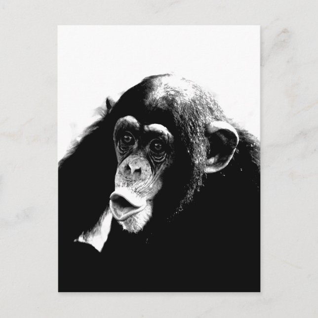 Postal Chimpancé blanco negro (Anverso)