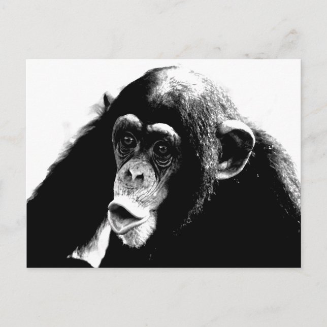 Postal Chimpancé blanco negro (Anverso)