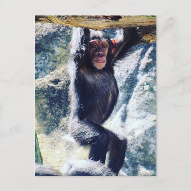 Postal chimpancé colgante (Anverso)