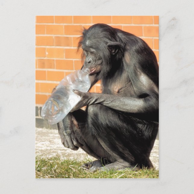 POSTAL CHIMPANCÉ DIVERTIDO (Anverso)