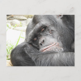 Postal chimpancé durmiente