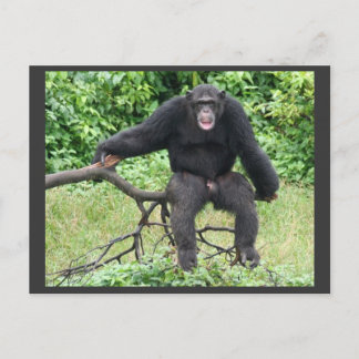 Postal Chimpancé en Uganda