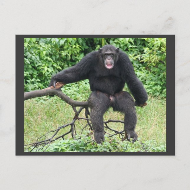 Postal Chimpancé en Uganda (Anverso)