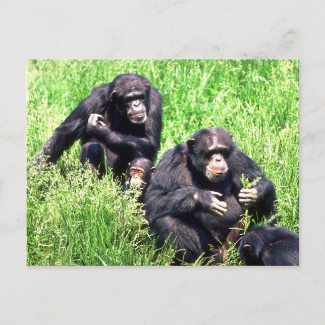 Postal Chimpancés comiendo hierba (nótese el bebé) (Anverso)