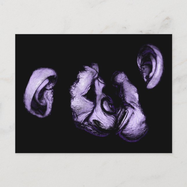 Postal chimpancés de besos (Anverso)