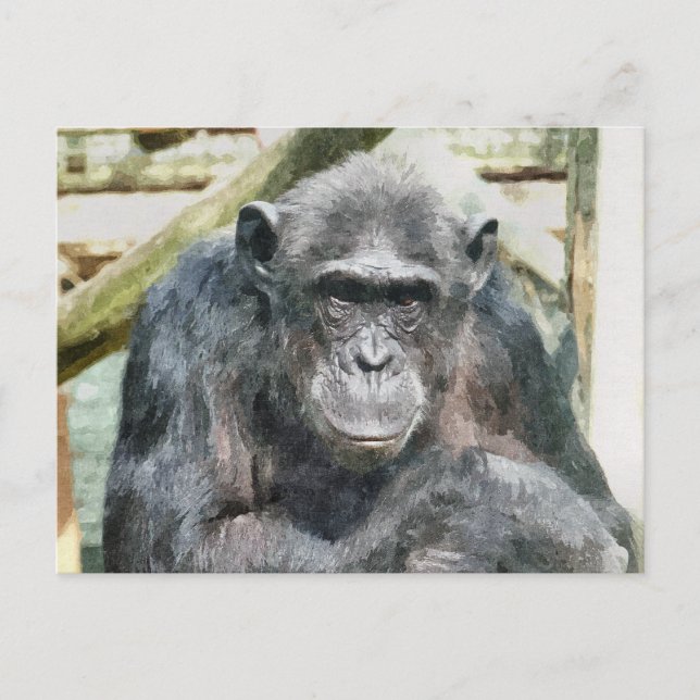 POSTAL CHIMPANCÉS LINDOS (Anverso)