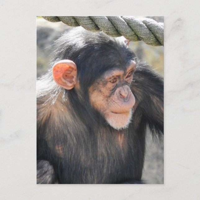 Postal Chimpanzee (Anverso)