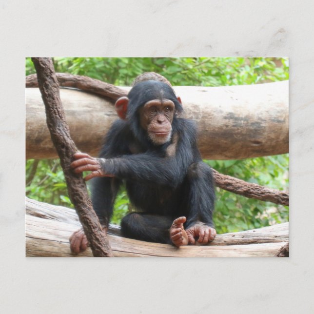 Postal Chimpanzee 001 (Anverso)