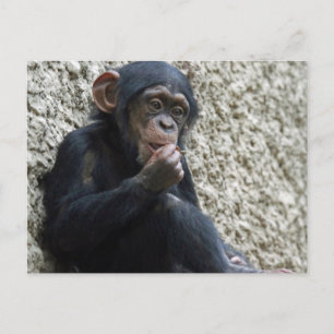 Postal Chimpanzee 013