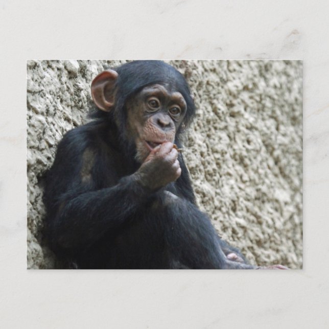 Postal Chimpanzee 013 (Anverso)