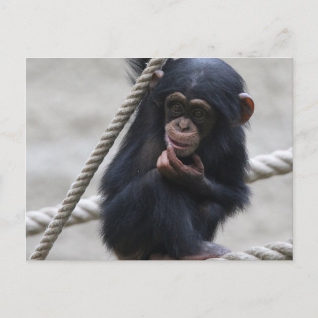Postal Chimpanzee 030 (Anverso)
