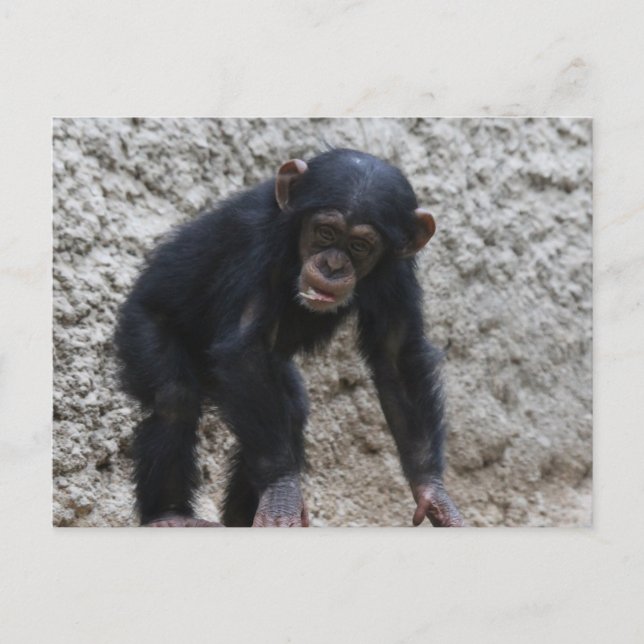 Postal Chimpanzee 031 (Anverso)