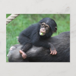 Postal Chimpanzee 032
