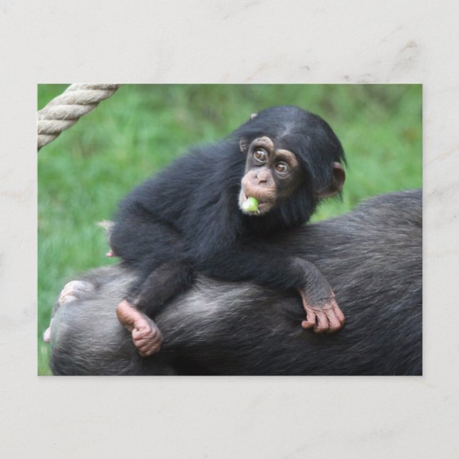 Postal Chimpanzee 032 (Anverso)