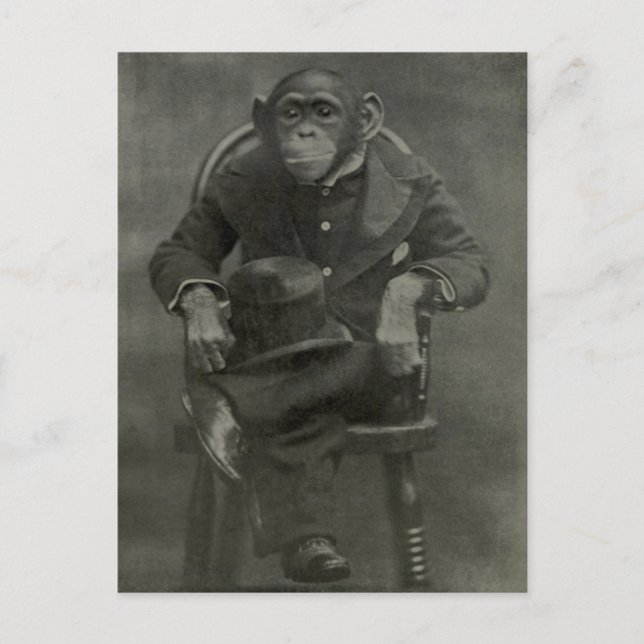 Postal "Chimpanzee Dandy" (Anverso)